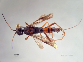 Pristaulacus_africanus (Brues) dorsal